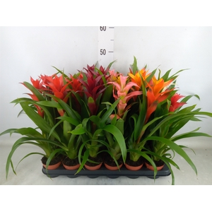 Guzmania   ...mix
