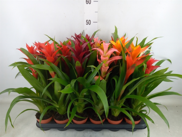 <h4>Guzmania   ...mix</h4>