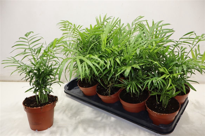 <h4>Chamaed Elegans</h4>