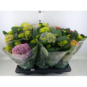 Hydrangea mac.   ...mix