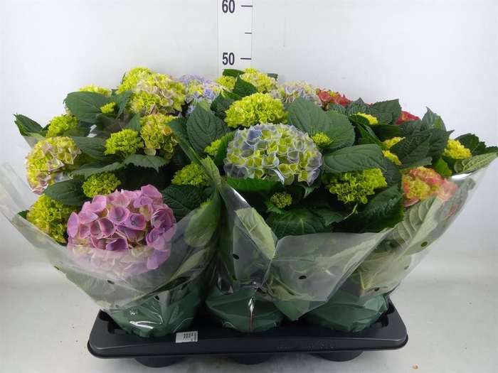 <h4>Hydrangea mac.   ...mix</h4>