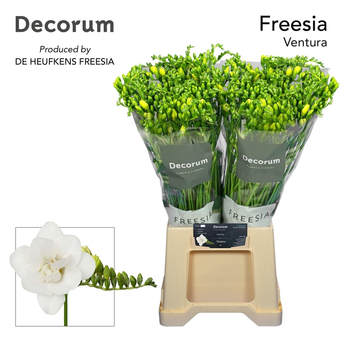 <h4>Freesia du Ventura</h4>