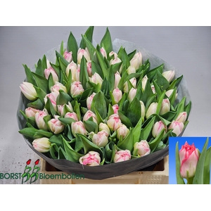 TU DU PINK DELIGHT