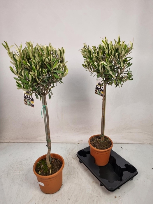 <h4>OLEA EUROPAEA</h4>