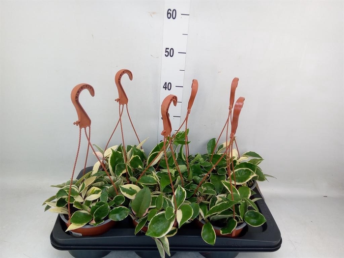 <h4>Hoya carnosa 'Krimson Queen'</h4>