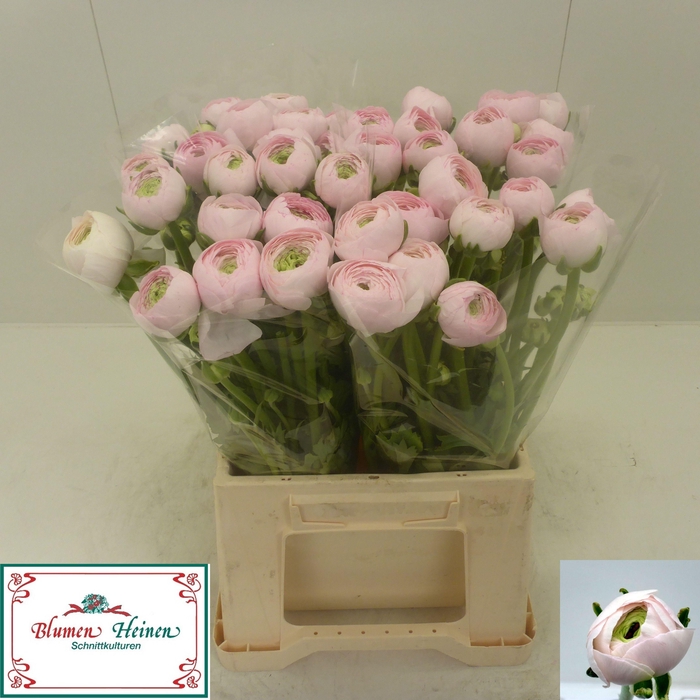 <h4>RAN SU HANOI</h4>