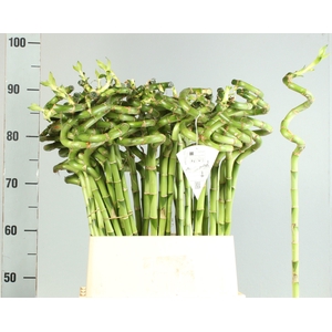 DRAC LUCKY BAMBOO