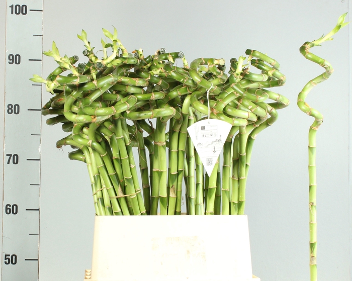 <h4>DRAC LUCKY BAMBOO</h4>