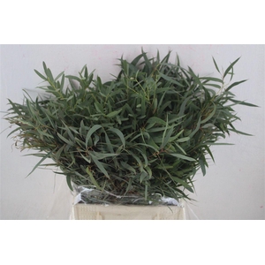 Euca Nicoly Short 150gr P Bunch