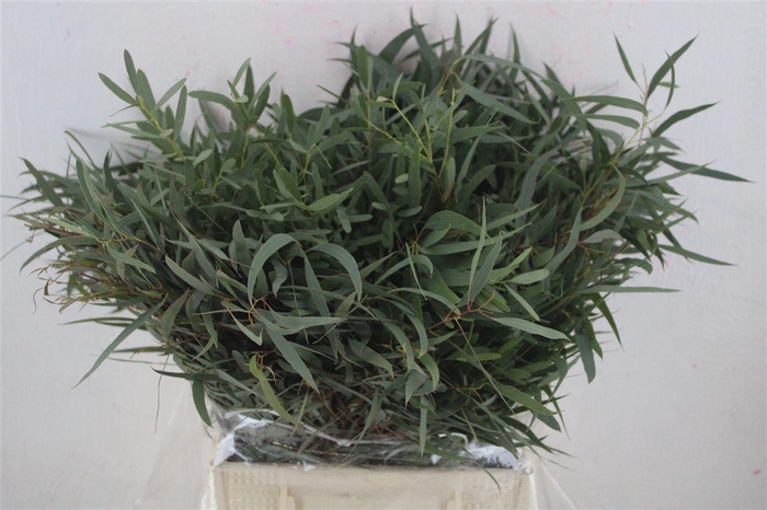 <h4>Euca Nicoly Short 150gr P Bunch</h4>