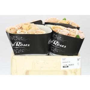 Rosa Gr Vip Bailey!