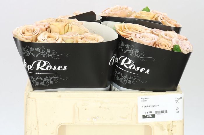 <h4>Rosa Gr Vip Bailey!</h4>