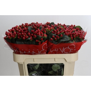 Hypericum True Romance