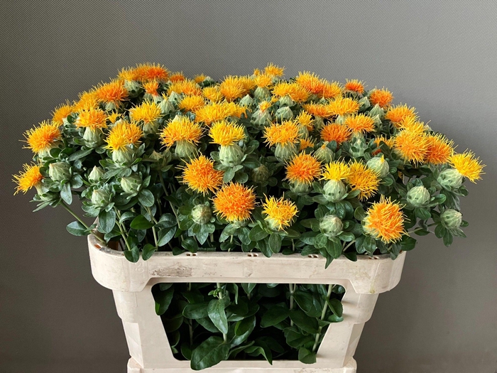 <h4>CARTH T ZANZIBAR</h4>