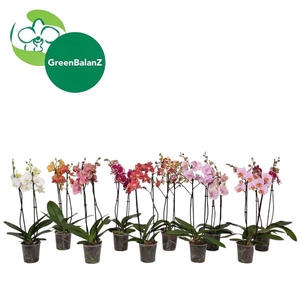BalanZ - Phalaenopsis Mix 2t 16+/55