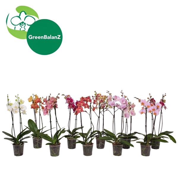 <h4>BalanZ - Phalaenopsis Mix 2t 16+/55</h4>