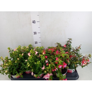 Fuchsia  'Bella Fuchsia'  .mix hang