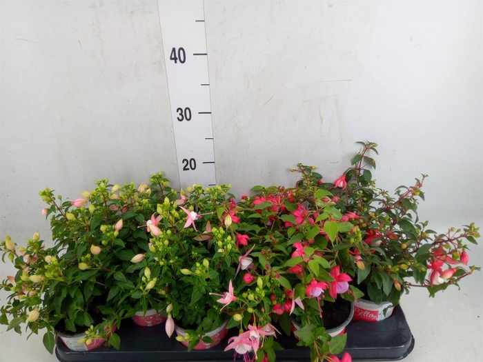 <h4>Fuchsia  'Bella Fuchsia'  .mix hang</h4>