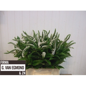 LYSIM CLETHROIDES