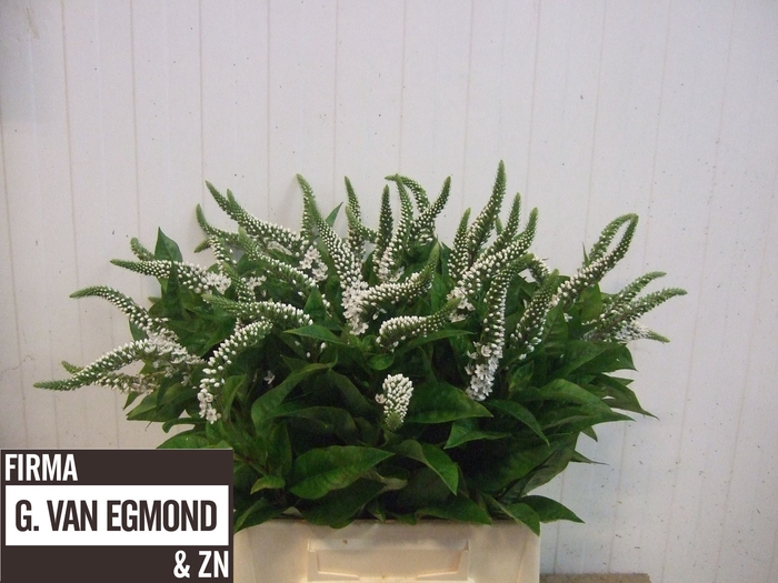 <h4>LYSIM CLETHROIDES</h4>