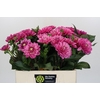 Dahlia Annamarie