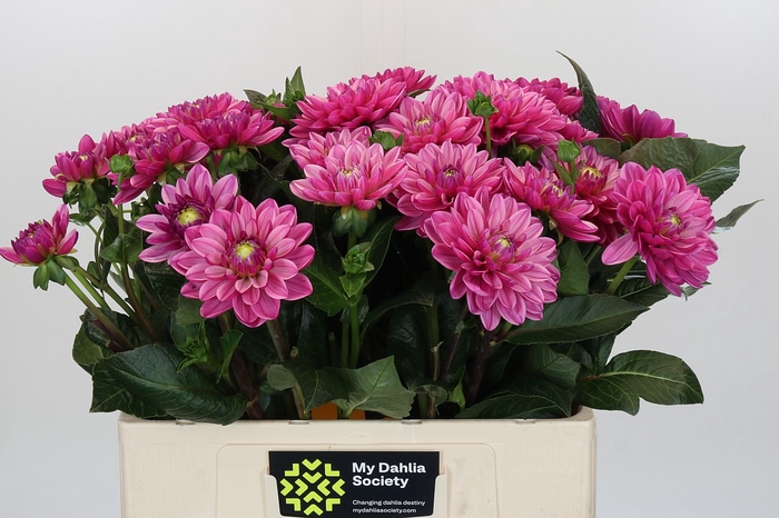 <h4>Dahlia Annamarie</h4>