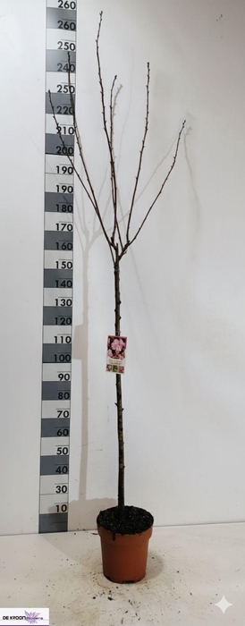 <h4>PRUN SE KANZAN</h4>