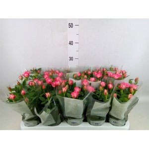 Rosa  'Carousel Kordana'