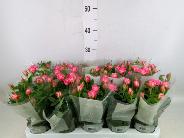 <h4>Rosa  'Carousel Kordana'</h4>