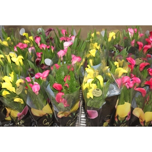 CALLA COLORIDA P14 PREMIUM