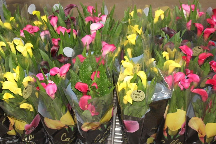 <h4>CALLA COLORIDA P14 PREMIUM</h4>