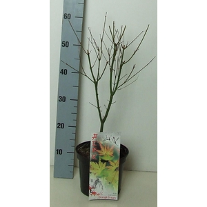 Acer palmatum 'Orange Dream' P19 Full CC