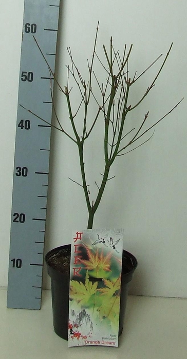 <h4>Acer palmatum 'Orange Dream' P19 Full CC</h4>