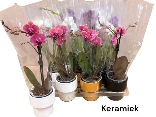 <h4>ARR PHAL 1 TAK</h4>