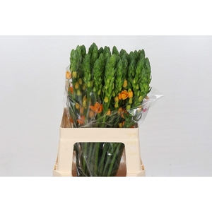 Ornithogalum dubium Magic Star