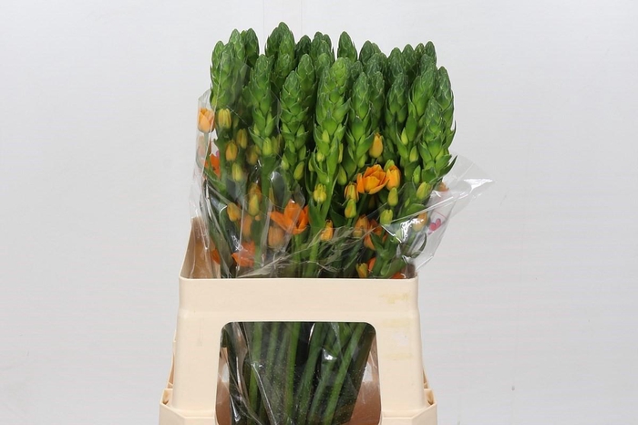 <h4>Ornithogalum dubium Magic Star</h4>
