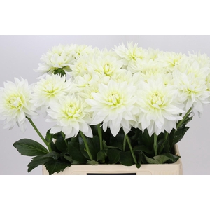 Dahlia Karma M. Zwaan