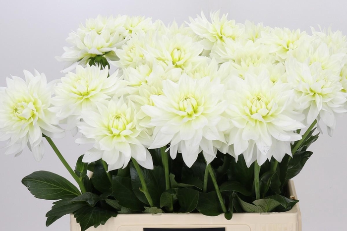 <h4>Dahlia Karma M. Zwaan</h4>