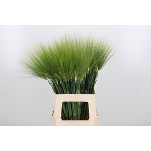 Triticum Aestiv Tarwe