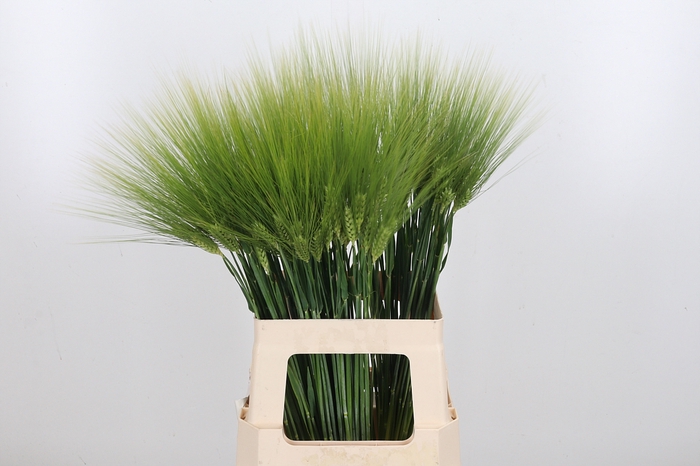 <h4>Triticum Aestiv Tarwe</h4>