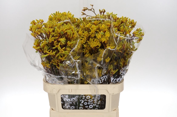 <h4>Anigoz Gold Fever Indoor</h4>