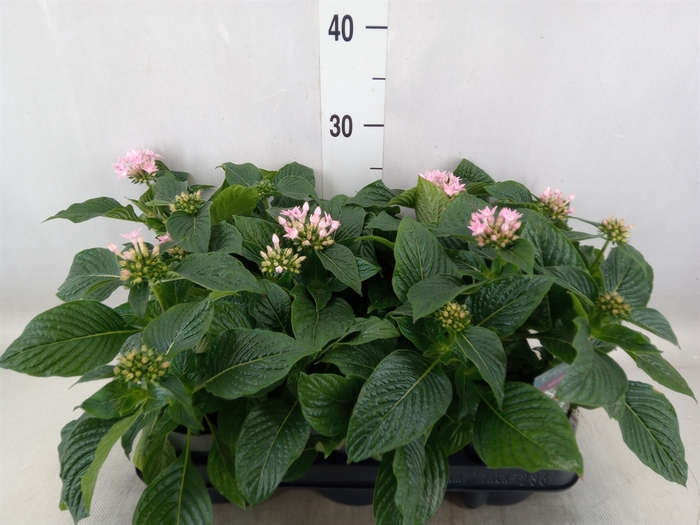 <h4>Pentas lanceolata 'Starclust Rose'</h4>