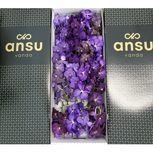 Vanda Purple Mix X16