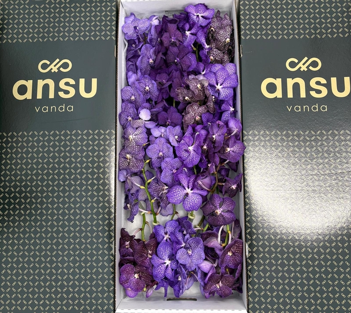<h4>Vanda Purple Mix X16</h4>