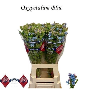 Oxy Co Tan Pure Blu