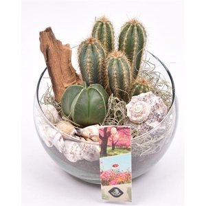 Glas schaal schuine top 15cm