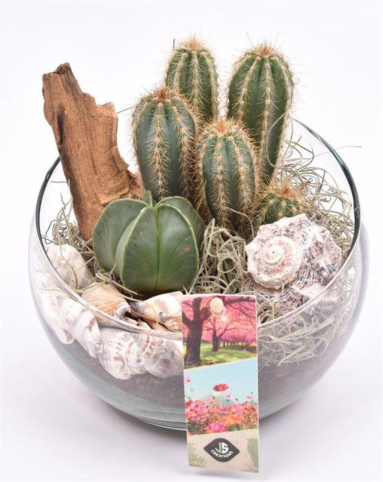 <h4>Glas schaal schuine top 15cm</h4>