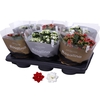 Kalanchoe Rosalina 15cm Goud En Zil