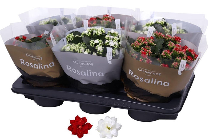 <h4>Kalan Gev Rood & Wit 2kl Hoes Goud & Zilver</h4>