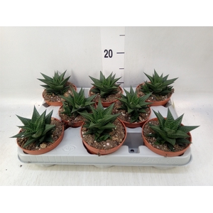 Haworthia limifolia